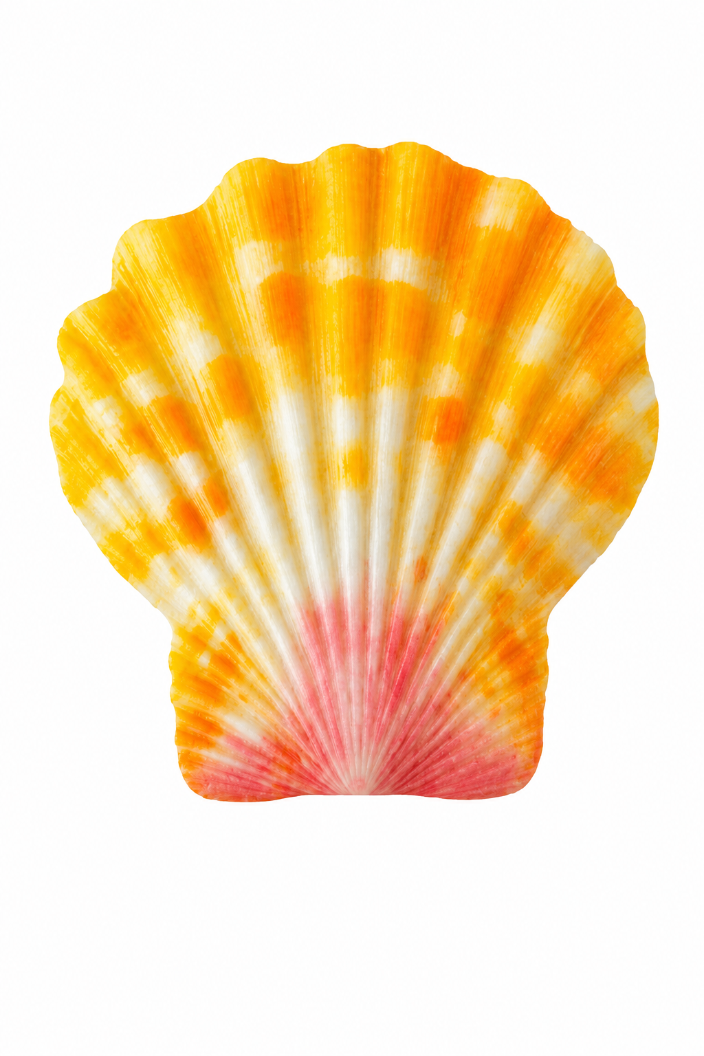 Sunrise Shell Transfer Sticker